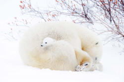 Dimex POLAR BEARS fotótapéta, poszter, vlies alapanyag, 375x250 cm (MS-5-0431)