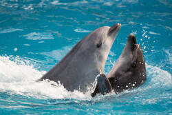 Dimex Vlies Fotótapéta - Two dolphins - 375x250 cm (MS-5-0534)