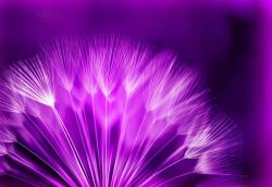 Consalnet Pitypang poszter, fotótapéta, Vlies (208 x 146 cm) (C1-257VEXL)