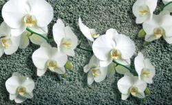 Consalnet Orchidea poszter, fotótapéta (152, 5 x 104 cm) (C1-1016VEL)