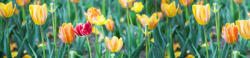 Dimex SPRING FLOWERS öntapadós konyhai poszter, 260x60 cm (KI-260-122)