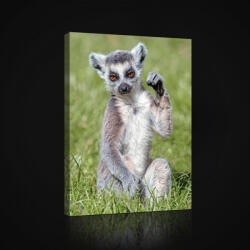 Consalnet Gyűrűsfarkú maki, vászonkép, 40x60 cm méretben (C5-2604O4)