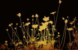 Dimex Vlies Fotótapéta - Gold flowers - 375x250 cm (MS-5-1327)