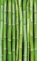 Dimex BAMBOO fotótapéta, poszter, vlies alapanyag, 150x250 cm (MS-2-0165)