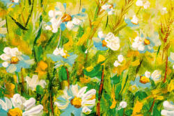 Dimex Vlies Fotótapéta - Daisy flowers field - 375x250 cm (MS-5-1982)