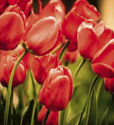 Dimex RED TULIPS fotótapéta, poszter, vlies alapanyag, 225x250 cm (MS-3-0128)