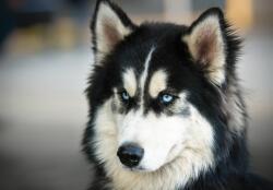 Consalnet Husky poszter, fotótapéta, Vlies (104 x 70, 5 cm) (C1-3613VEM)