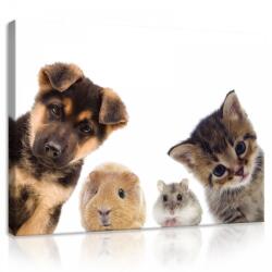 Consalnet Vászonkép, Kisállatok, 100x75 cm méretben (C5-11785O1)