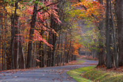 Dimex Vlies Fotótapéta - Colorful Trees - 375x250 cm (MS-5-1921)