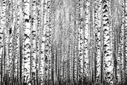 Dimex Vlies Fotótapéta - Spring trunks - 375x250 cm (MS-5-1906)