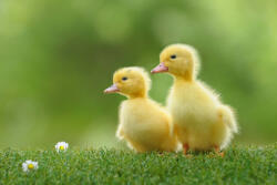 Dimex Vlies Fotótapéta - Small duck who discovers life - 375x250 cm (MS-5-0472)