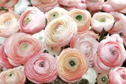 Consalnet Rózsák poszter, fotótapéta, Vlies (104 x 70, 5 cm) (C1-2297VEM)