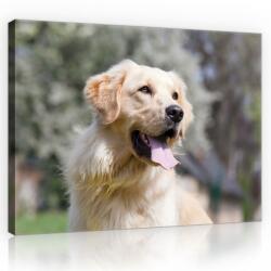 Consalnet Golden retriever, vászonkép, 60x40 cm méretben (C5-11382O4)