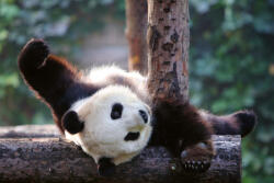 Dimex Vlies Fotótapéta - Panda - 375x250 cm (MS-5-0623)