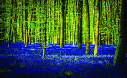 Consalnet Erdő poszter, fotótapéta, Vlies (104 x 70, 5 cm) (C1-1440VEM)