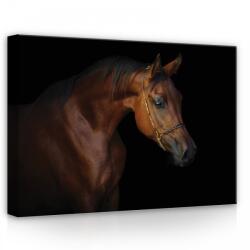 Consalnet Ló, vászonkép, 70x50 cm méretben (C5-13602O7)