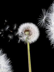 Consalnet Pitypangok poszter, fotótapéta, Vlies (206x275 cm, álló) (C1-10165VEA)