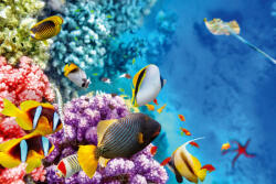 Dimex Vlies Fotótapéta - Wonderful underwater world - 375x250 cm (MS-5-0506)