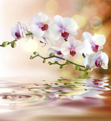 Dimex WHITE ORCHID fotótapéta, poszter, vlies alapanyag, 225x250 cm (MS-3-0147)