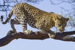 Consalnet Jaguár poszter, fotótapéta (104 x 70, 5 cm) (C1-176VEM)