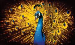 Consalnet Páva poszter, fotótapéta, Vlies (104 x 70, 5 cm) (C1-631VEM)