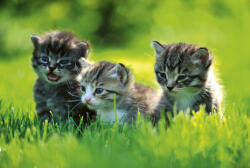 Dimex KITTENS fotótapéta, poszter, vlies alapanyag, 375x250 cm (MS-5-0222)