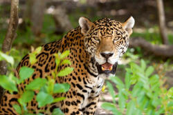 Dimex Vlies Fotótapéta - Jaguar in wildlife - 375x250 cm (MS-5-0576)
