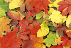 Dimex COLOURFUL LEAVES fotótapéta, poszter, vlies alapanyag, 375x250 cm (MS-5-0115)