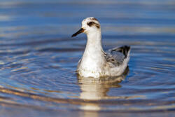 Dimex Vlies Fotótapéta - Phalarope swims among the lake - 375x250 cm (MS-5-0417)