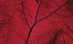 Consalnet Levél poszter, fotótapéta, Vlies (416 x 290 cm) (C1-13570VEXXXXL)