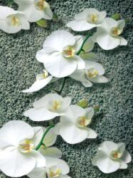 Consalnet Orchidea poszter, fotótapéta (206 x 275 cm) (C1-1016VEA)