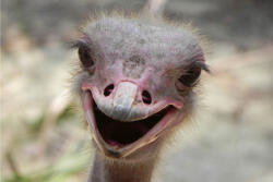 Dimex Vlies Fotótapéta - Ostrich - 375x250 cm (MS-5-0403)