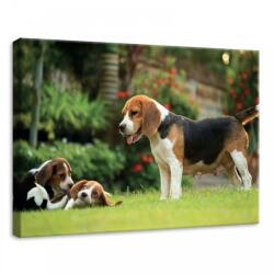 Consalnet Kutya, vászonkép, 70x50 cm méretben (C5-11375O7)