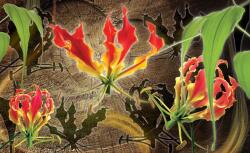 Consalnet Red lilies poszter, fotótapéta (104 x 70, 5 cm) (C1-1369VEM)