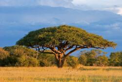 Dimex ACACIA TREE fotótapéta, poszter, vlies alapanyag, 375x250 cm (MS-5-0097)