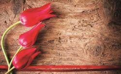 Consalnet Tulipánok poszter, fotótapéta (152, 5 x 104 cm) (C1-272VEL)