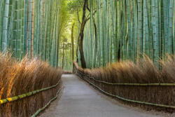 Dimex Vlies Fotótapéta - Bamboo footpath in Japan - 375x250 cm (MS-5-1584)