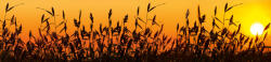 Dimex REED AGAINST SUNSET öntapadós konyhai poszter, 260x60 cm (KI-260-128)
