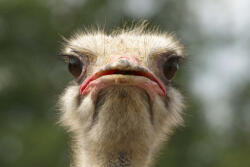 Dimex Vlies Fotótapéta - Head of African Ostrich - 375x250 cm (MS-5-0415)
