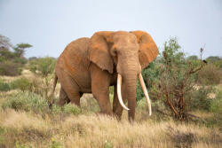Dimex Vlies Fotótapéta - Elephant is walking between the bush - 375x250 cm (MS-5-0491)