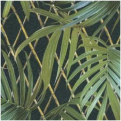 ZENO Trópusi mintás fekete színárnyalatú vlies tapéta Eldorado/ Zeno 15518 15518 (15518)