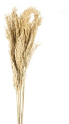  Szárított pampafű Bézs 75 cm (432069)