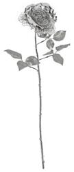 Bizzotto Trandafir artificial argintiu 67 cm (0895214deco)