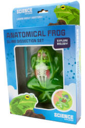  Béka anatómia slime többféle (29691)