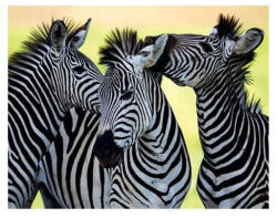  3D Zebrás hűtőmágnes (CO374868)