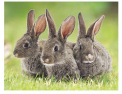 Bear Toys 3D Nyuszik hűtőmágnes (CO374936)