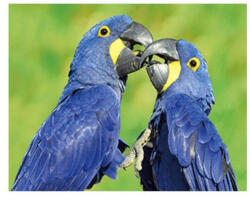 Bear Toys 3D Kék papagájok hűtőmágnes (CO375421)