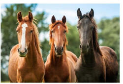  3D Lovak hű tő mágnes (CO374646)