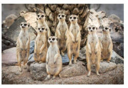  3D Szurikáták hűtőmágnes (CO374523)