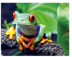 Bear Toys 3D Béka hűtőmágnes (CO375575)